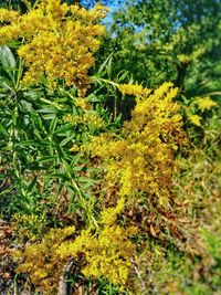 Close-up of yellow flowering plants