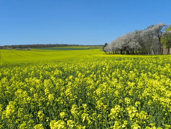 rapeseed