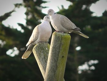 Close-up of birds perching on wooden post
