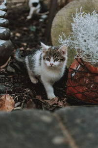 High angle view of cat