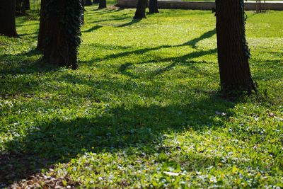 View of trees on field