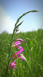 Close-up of pink flowering plant on field