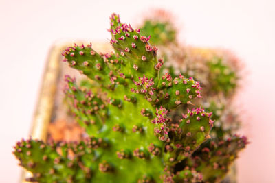 Close-up of succulent plant