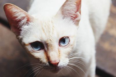 Close-up portrait of a cat