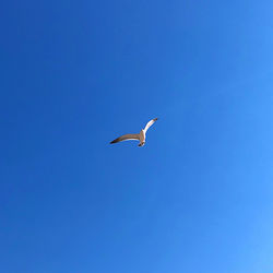 Low angle view of bird flying in sky