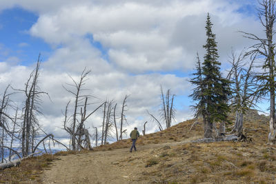 Hiker walking up gravel road with burnt trees