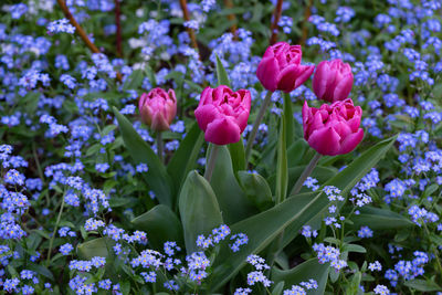 Close-up of pink flowering plants on field