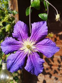 Close-up of purple flowering plant