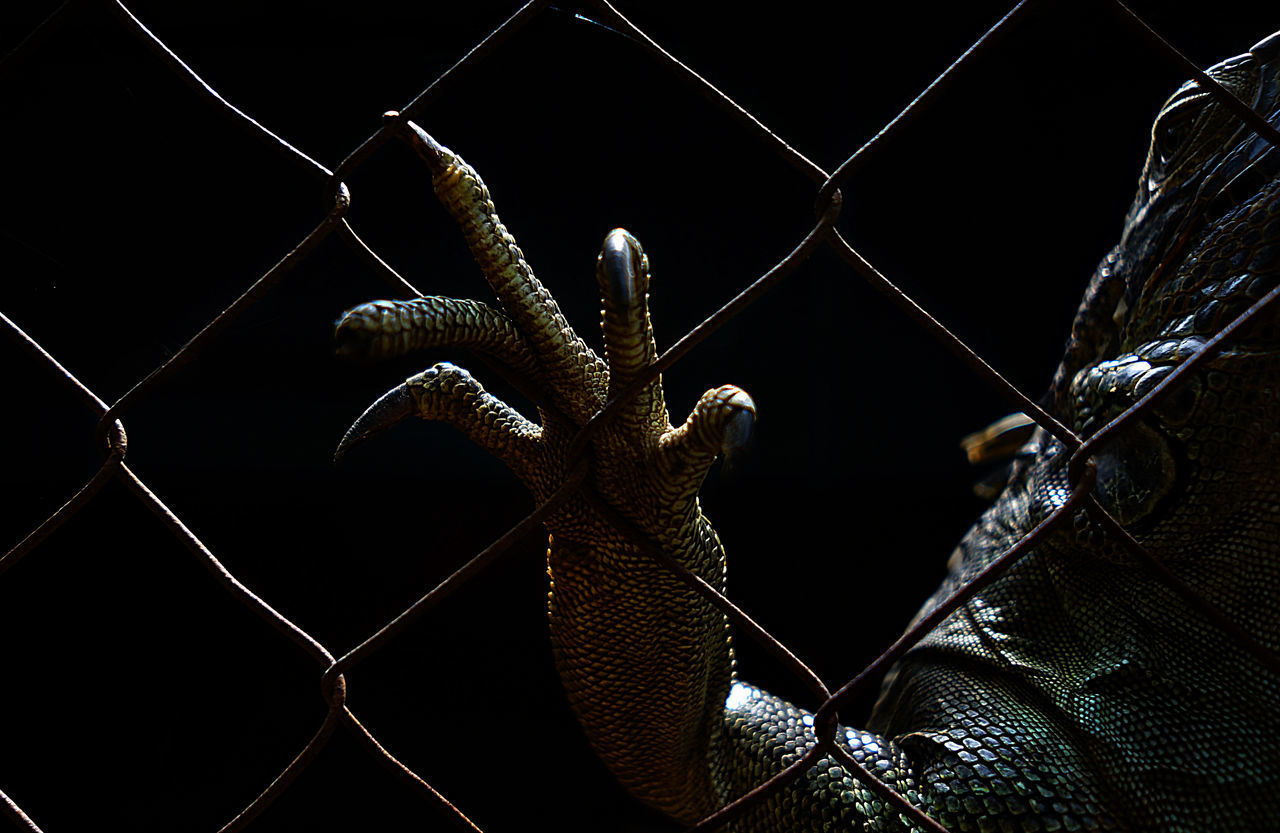 CLOSE-UP OF CHAINLINK FENCE WITH WIRE