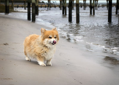 Portrait of corgi dog on beach with tongue out