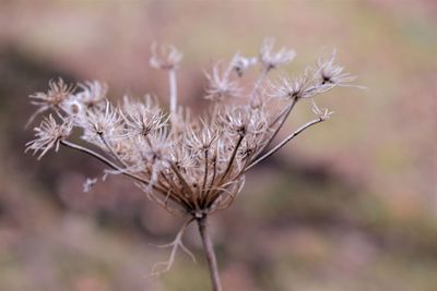 Close-up of dried plant on field