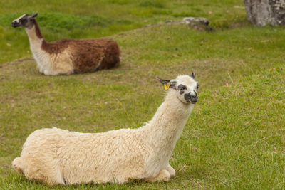 Alpacas relaxing on grassy field