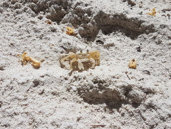 High angle view of lizard on sand at beach