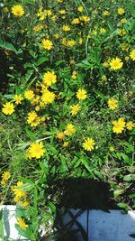 Yellow flowers blooming outdoors