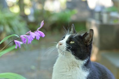 Close-up of cat by flowers