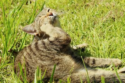 Tabby scratching