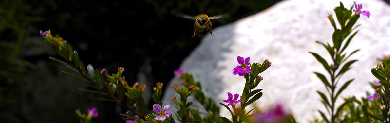 Close-up of pink flowers