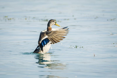 Bird flying over lake