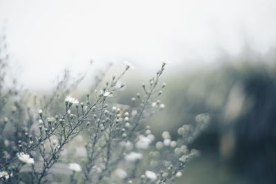 Close-up of flowering plant on field against sky