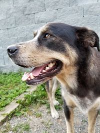 Close-up of dog sticking out tongue