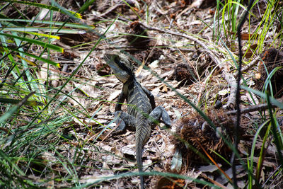 High angle view of lizard on field