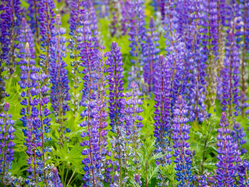 Close-up of purple flowers growing in field