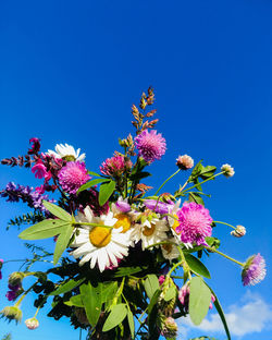 Low angle view of pink flowers blooming against clear blue sky