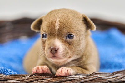 Chihuahua puppy in basket. little cute white brown dog breed. beautiful puppy eyes.