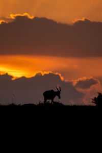 Silhouette deer on field against sky during sunset