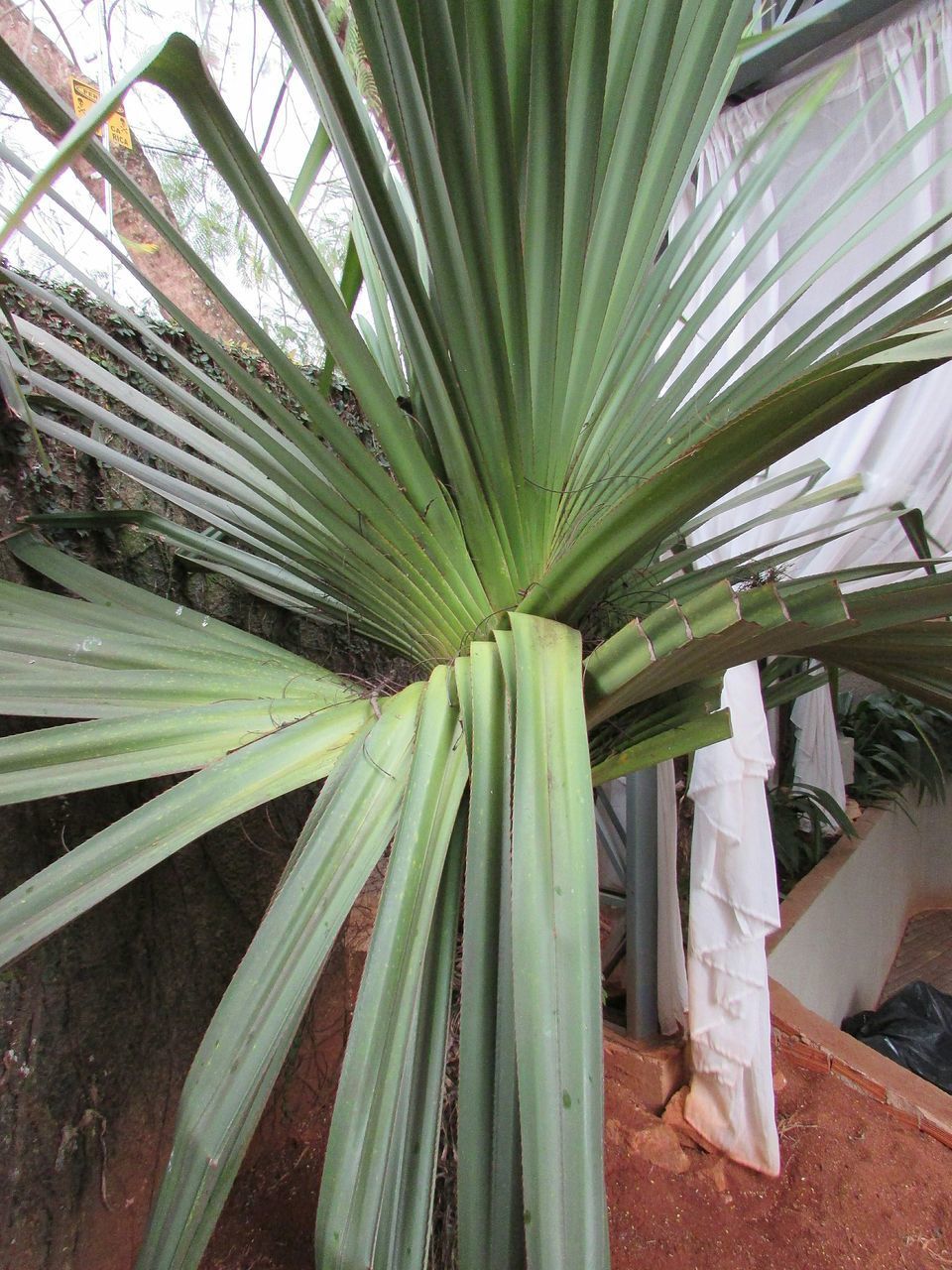 CLOSE-UP OF PALM LEAVES