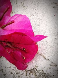 Close-up of red rose