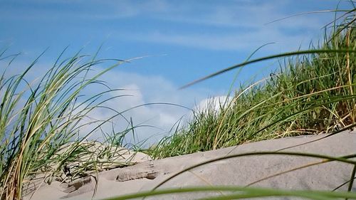 Close-up of grass growing on beach against sky