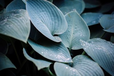 Macro shot of leaves