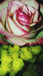 Close-up of pink flower