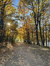 Road amidst trees in forest during autumn