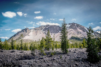 Trees growing on field against lassen peak