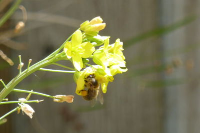 Close-up of yellow flower