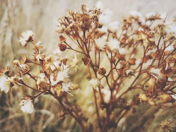 Close-up of wilted flowering plant on field