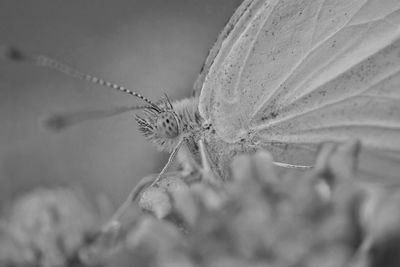 Close-up of butterfly on flower