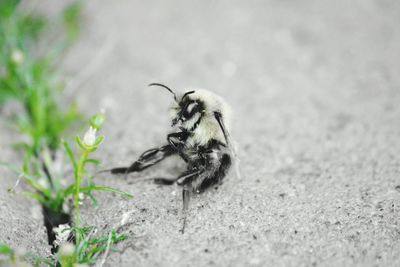 Close-up of bee pollinating on flower