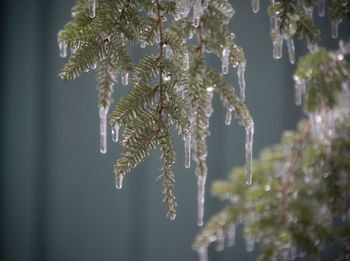 Close-up of frozen tree during winter