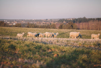 Sheep on landscape against clear sky