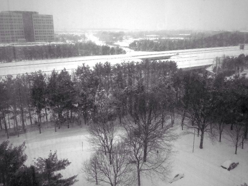 SNOW COVERED TREES IN WINTER