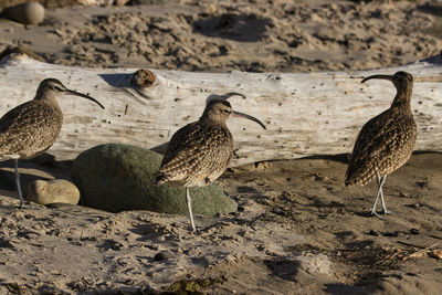 View of seagulls on beach