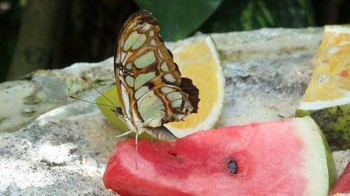 Close-up of insect on fruit