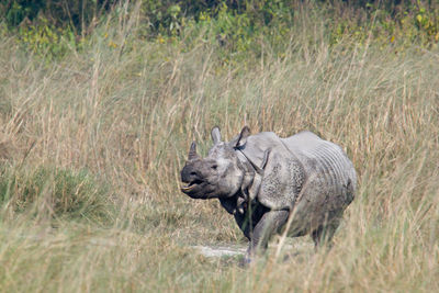 Side view of elephant walking in grass