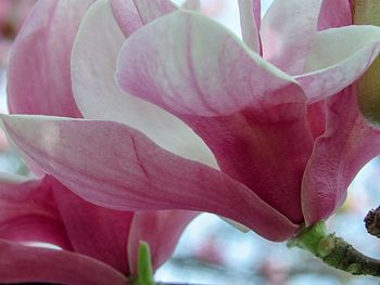 Close-up of pink rose flower