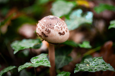 Close-up of mushrooms growing outdoors