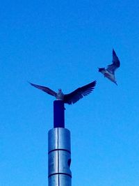 Low angle view of birds flying against clear blue sky