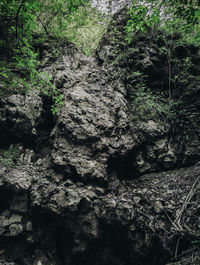 Close-up of tree trunk in forest